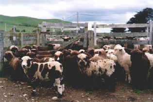 lambs at farm