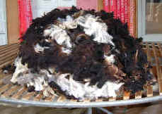 spotted fleece